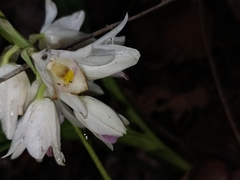 Eulophia diffusiflora