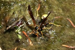 Mischocyttarus navajo