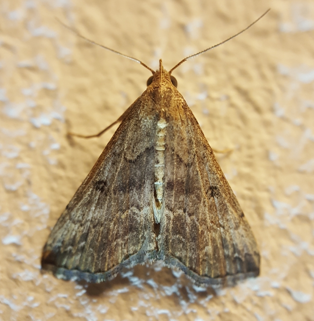 Progonia matilei