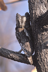 Otus senegalensis