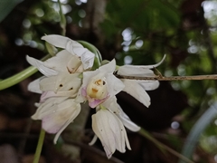 Eulophia diffusiflora
