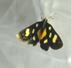 Exsula dentatrix albomaculata