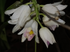 Eulophia diffusiflora