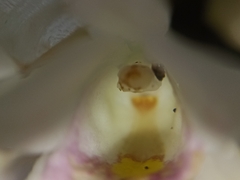 Eulophia diffusiflora