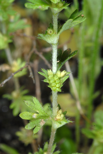 Parsley-piert (Alchemilla australis)