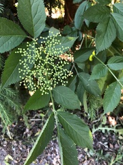 Sambucus nigra