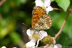 Melitaea deione