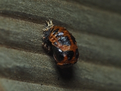 Harmonia axyridis