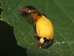Harmonia axyridis