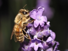 Apis mellifera