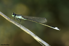 Ischnura elegans
