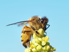 Apis mellifera