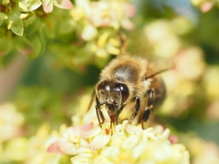 Apis mellifera