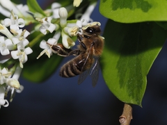Apis mellifera