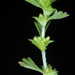 Alchemilla australis - Photo (c) Douglas Goldman,  זכויות יוצרים חלקיות (CC BY-NC), הועלה על ידי Douglas Goldman