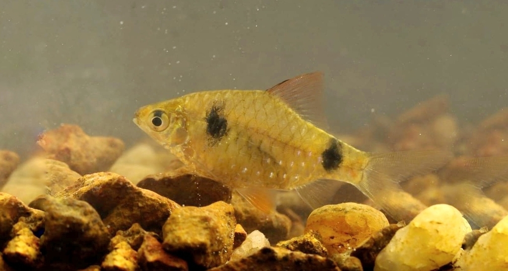 Redfin Two-Banded Carplet