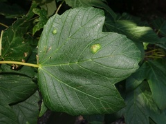 Aceria pseudoplatani