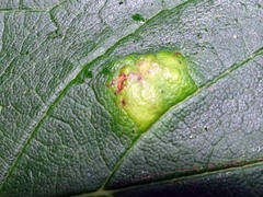 Aceria pseudoplatani