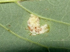 Aceria pseudoplatani