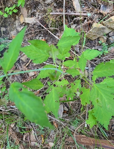 California blackberry foliage