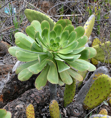 Aeonium urbicum
