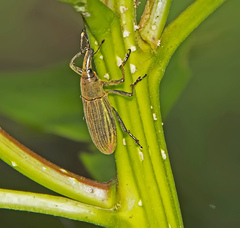Lixus apterus