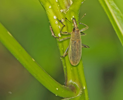 Lixus apterus