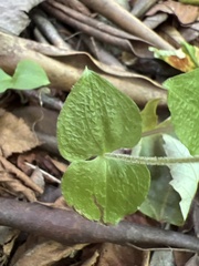 Neottia smallii