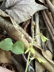 Neottia smallii