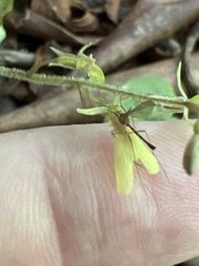 Neottia smallii