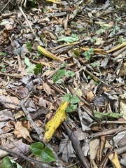 Neottia smallii