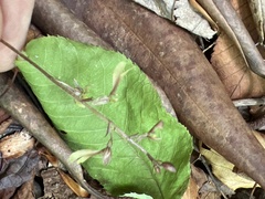 Neottia smallii