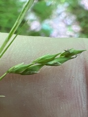 Carex debilis rudgei
