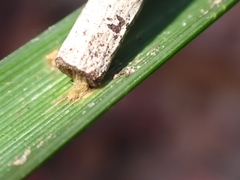 Hemibela