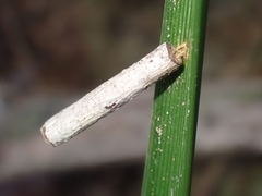 Hemibela