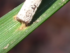 Hemibela