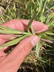 Dianthus superbus