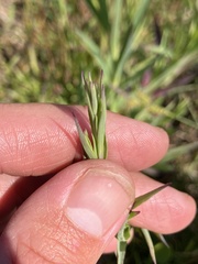 Dianthus superbus