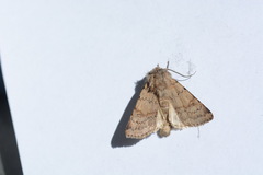 Agrotis cinerea