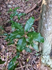 Actephila mooreana