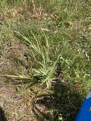 Dianthus superbus