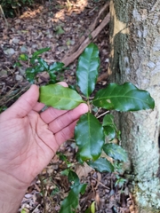 Actephila mooreana