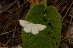 Idaea pallidata