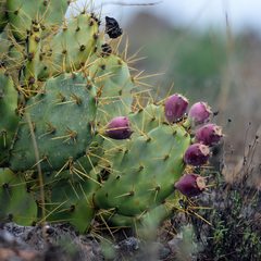 Opuntia stricta