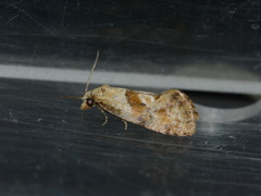 Cochylidia heydeniana