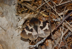 Watsonarctia deserta