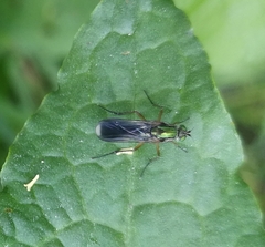 Poecilobothrus nobilitatus