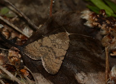 Caradrina wullschlegeli