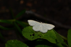 Idaea pallidata