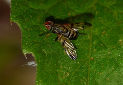 Otites formosa